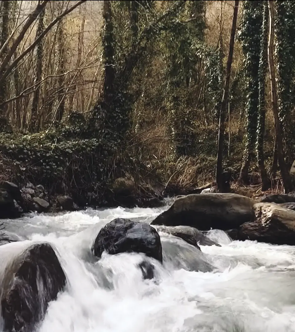 Un río que corre a través de un bosque