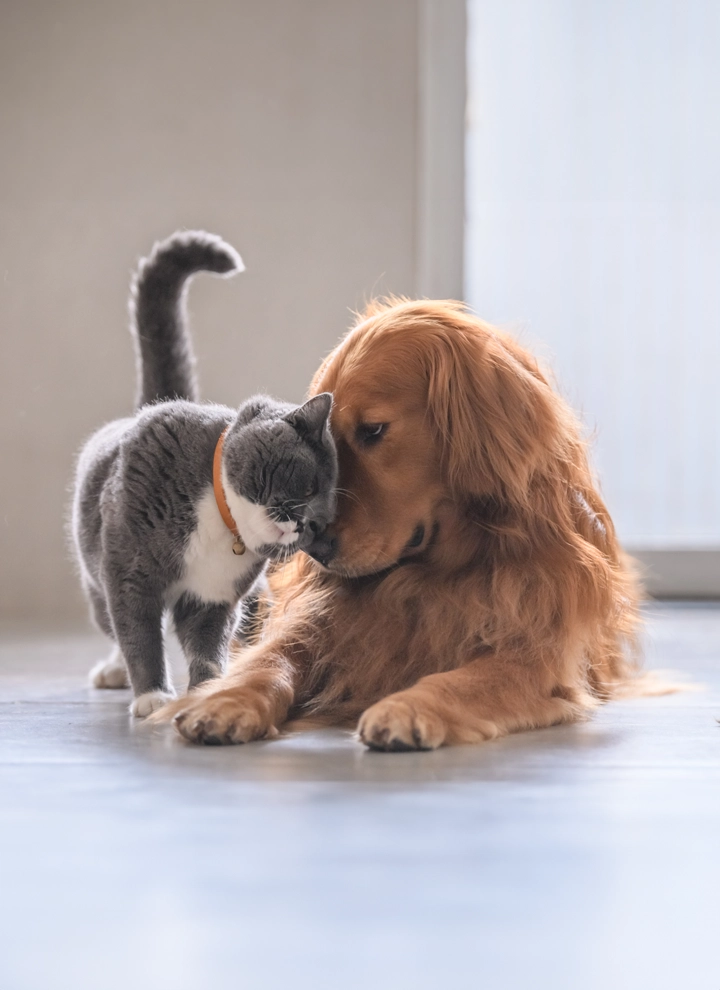 En la fotografía un perro de color marrón claro y un gato de colores grises y blancos rozan las cabezas entre sí con cariño. La expresión de ambos sugiere que se encuentran cómodos el uno con el otro y que existe una relación de confianza entre ambos.